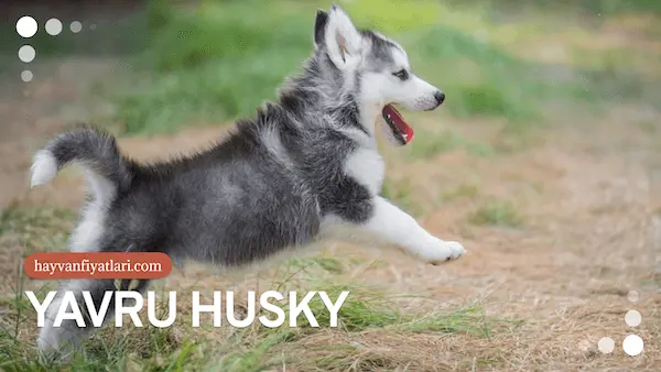 yavru husky fiyatlari 2