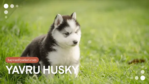 2026 husky yavru fiyatlari 2026 husky yavru fiyatları ve mavi gözlü yavru