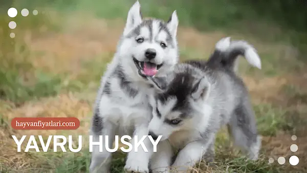 2026 husky bakim maliyetleri 2026 husky bakım maliyetleri ve egzersiz