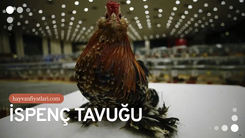 ispenc tavugu fiyatlari 1 İspenç tavuk fiyatları