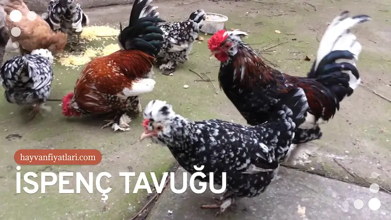 ispenc tavugu fiyatlari 2