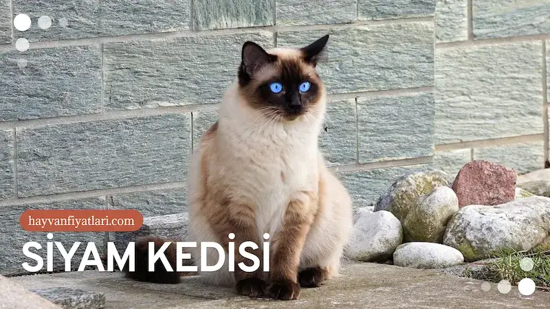 siyam kedisi fiyatlari 1 2026 Siyam Kedisi Fiyatları — mavi gözlü yavru genel görünüm