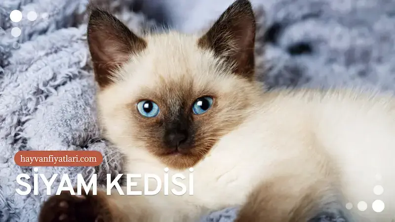 siyam kedisi fiyatlari 2 2026 Siyam Kedisi Fiyatları — oyun ve etkileşim