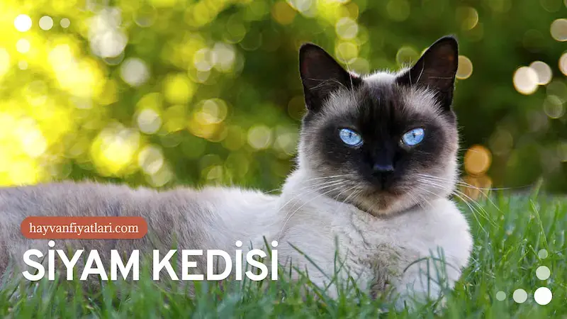 siyam kedisi fiyatlari 3