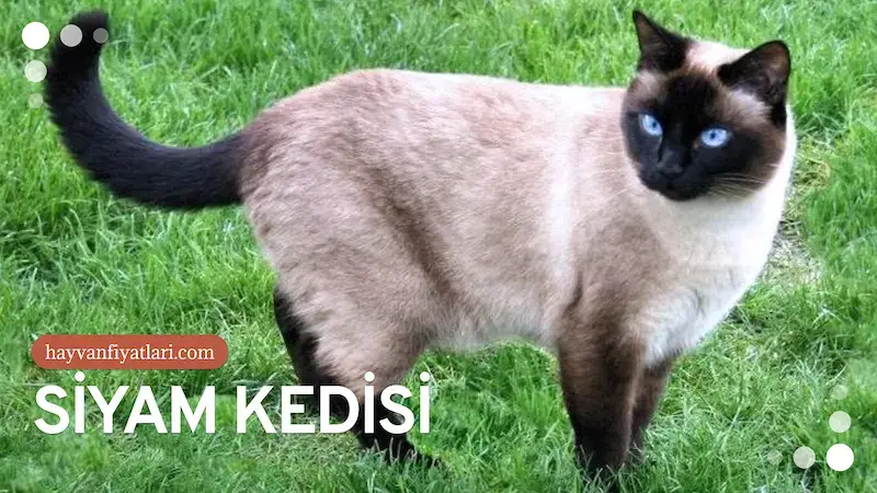 siyam kedisi fiyatlari 4 2026 Siyam Kedisi Fiyatları — maske deseni ve mavi göz detayı