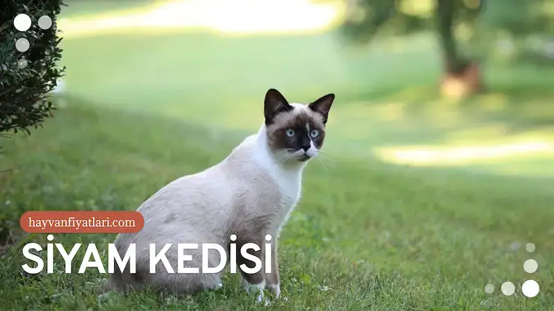 siyam kedisi fiyatlari 5 2026 Siyam Kedisi Fiyatları — sosyalleşmiş yetişkin
