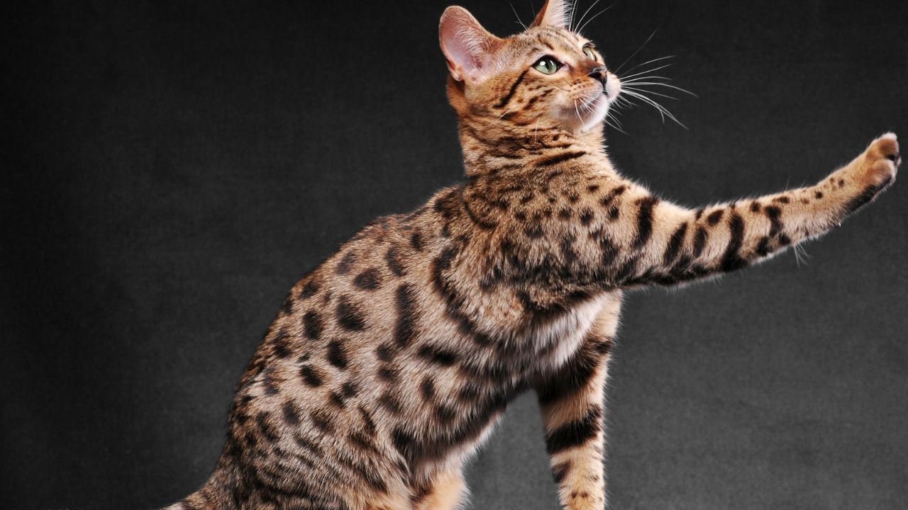 Bengal Kedi Fiyatları