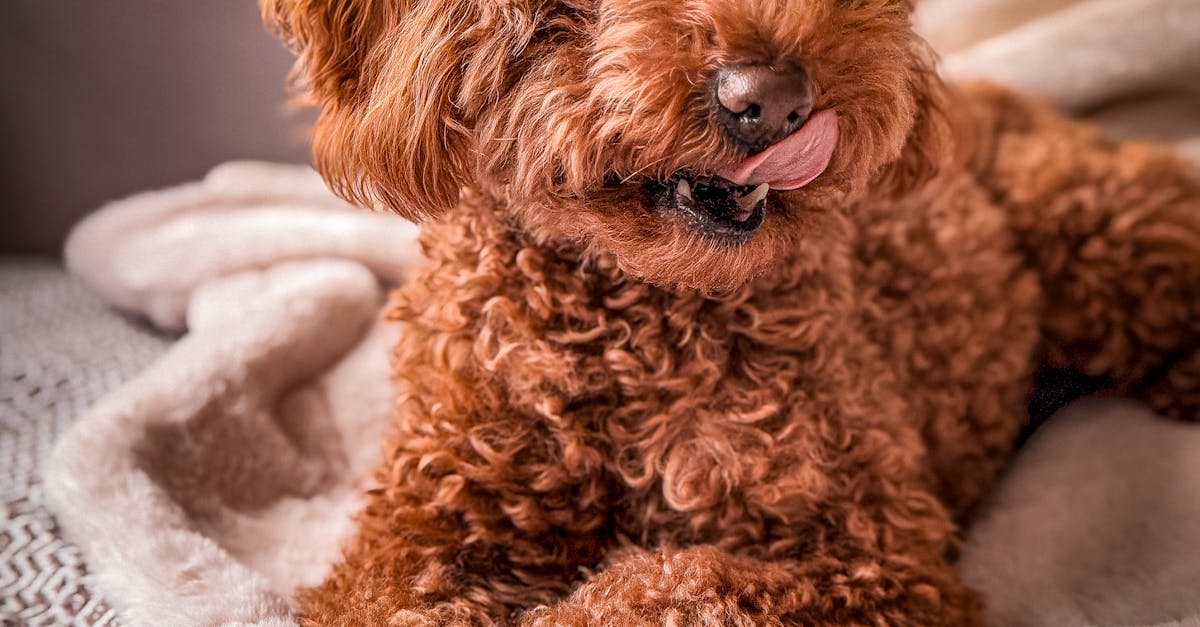 Yavru Poodle Kopeklerin Fiyatlari a14e5beb8ca4e46abb1ea2c85936db5b