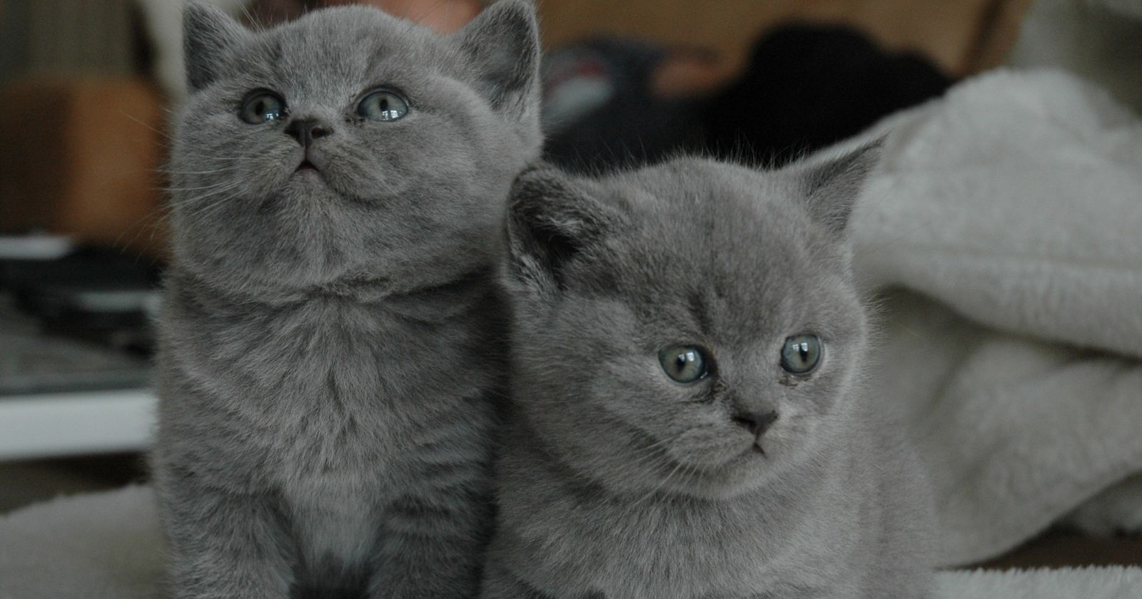 gri kedi fiyatlari gri kedi fiyatlari