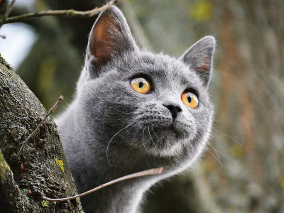 gri kedi fiyatlari
