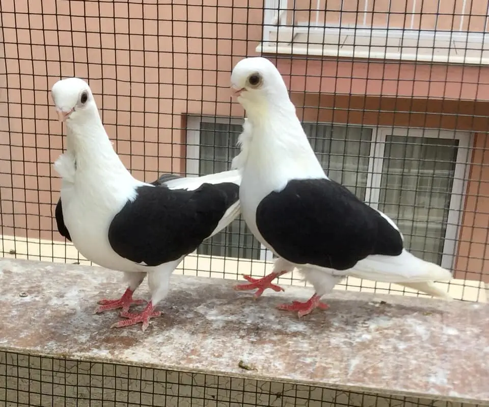 bango guvercin fiyatlari 5