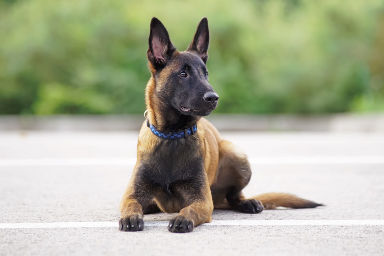 2026 belçika kurdu fiyatları (malinois) 2026 Belçika kurdu (Malinois) fiyatları