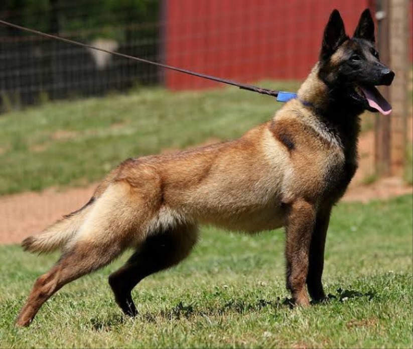 belçika kurdu malinois 2026 Belçika kurdu (Malinois) 2026 fiyatı ve özellikleri