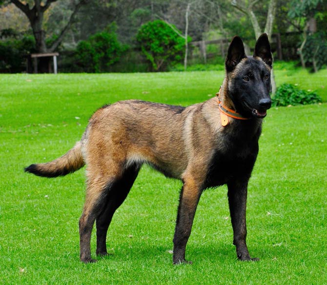 Malinois 2026 Malinois (Belçika Çoban Köpeği) 2026