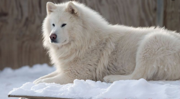 2026 beyaz alaska kurdu fiyatlari