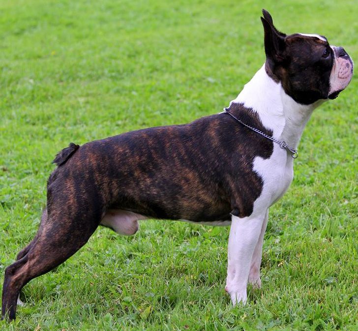 2026 Boston Terrier fiyatları 2026 Boston Terrier fiyatları — pet kalite yavru görünümü