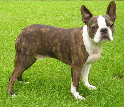 2026 Boston Terrier fiyatları tüy ve renk 2026 Boston Terrier fiyatları — tüy yapısı ve renk deseni
