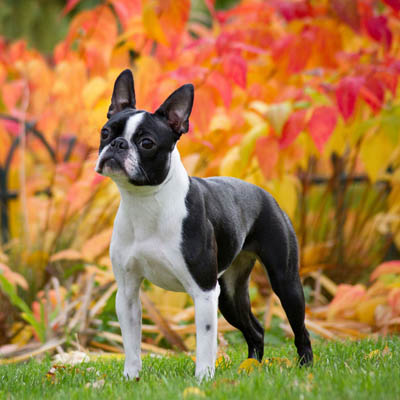 2026 Boston Terrier fiyatları karakter 2026 Boston Terrier fiyatları — karakter ve mizaç