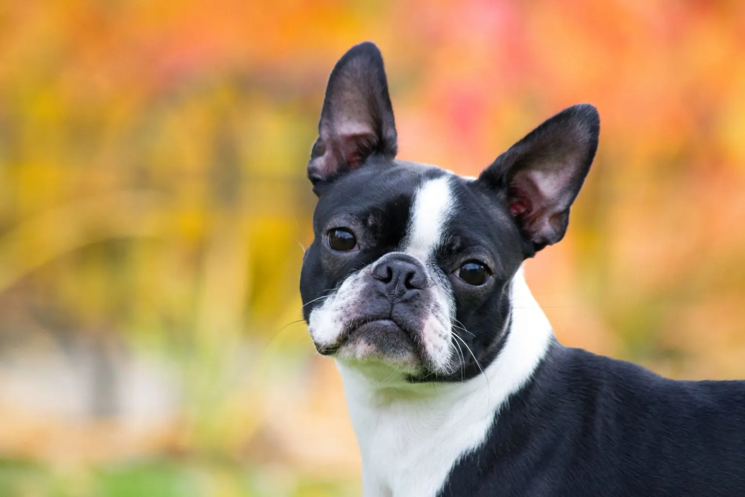 boston terrier fiyatlari 5