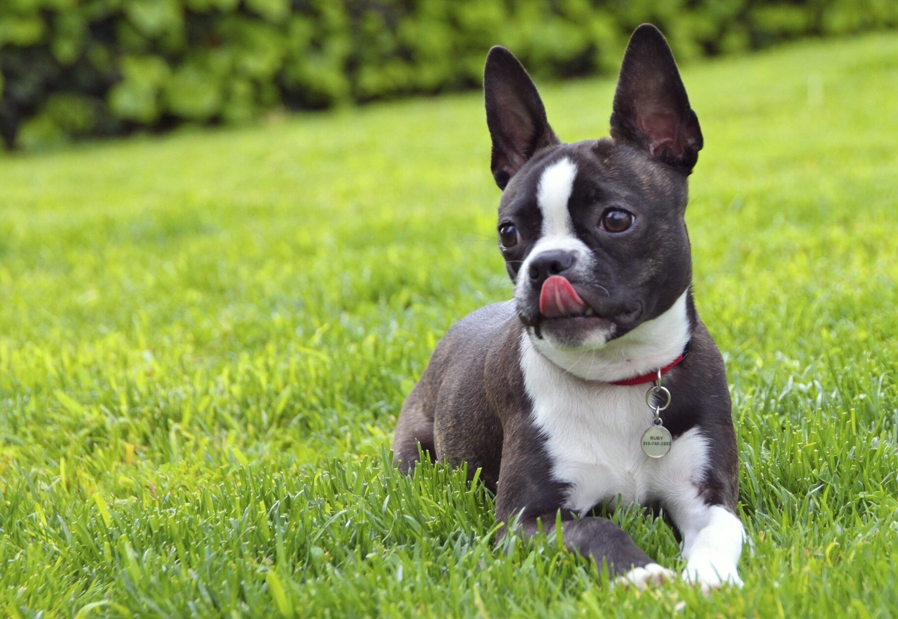 2026 Boston Terrier fiyatları bakım 2026 Boston Terrier fiyatları — bakım ve ilk yıl masrafları