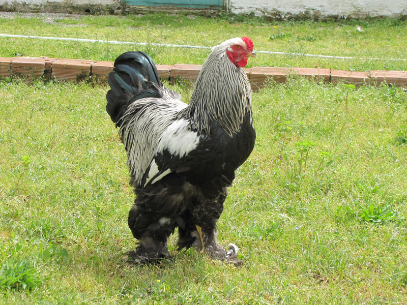 brahma tavuk fiyatlari 3 2026 Brahma Tavuk Fiyatları — paçalı ırk genel görünüm