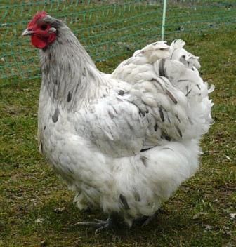 brahma tavuk fiyatlari 5 2026 Brahma Tavuk Fiyatları — horoz paça ve tüy detayı