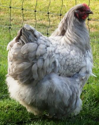 brahma tavuk fiyatlari 6 2026 Brahma Tavuk Fiyatları — kümes ve bakım düzeni