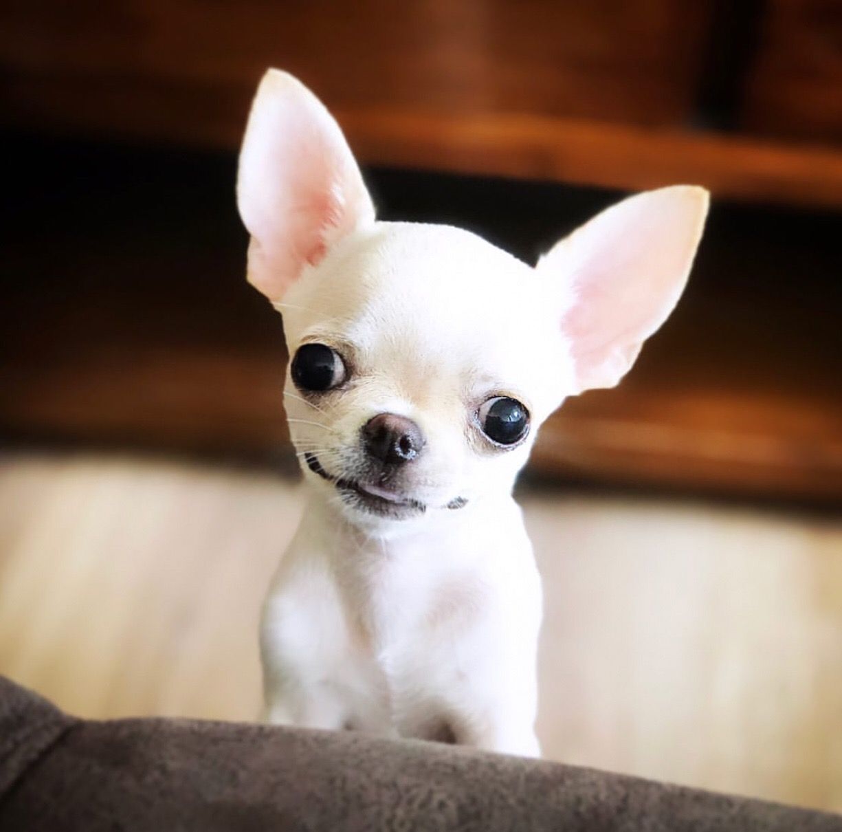 chiwawa sivava fiyatlari 4
