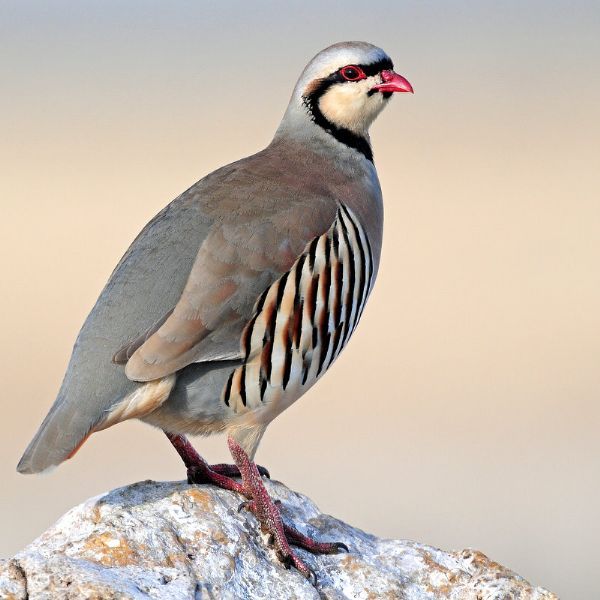 keklik kümesi aviary kurulumu