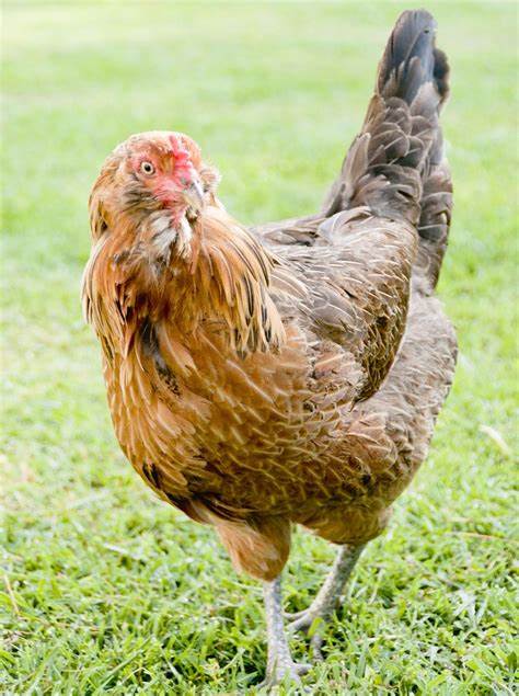 2026 Mavi Yumurta Tavuğu Fiyatları — Ameraucana horoz ve tavuk