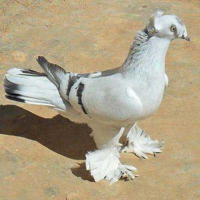 pacali guvercin fiyatlari 1 pacali guvercin fiyatlari 1