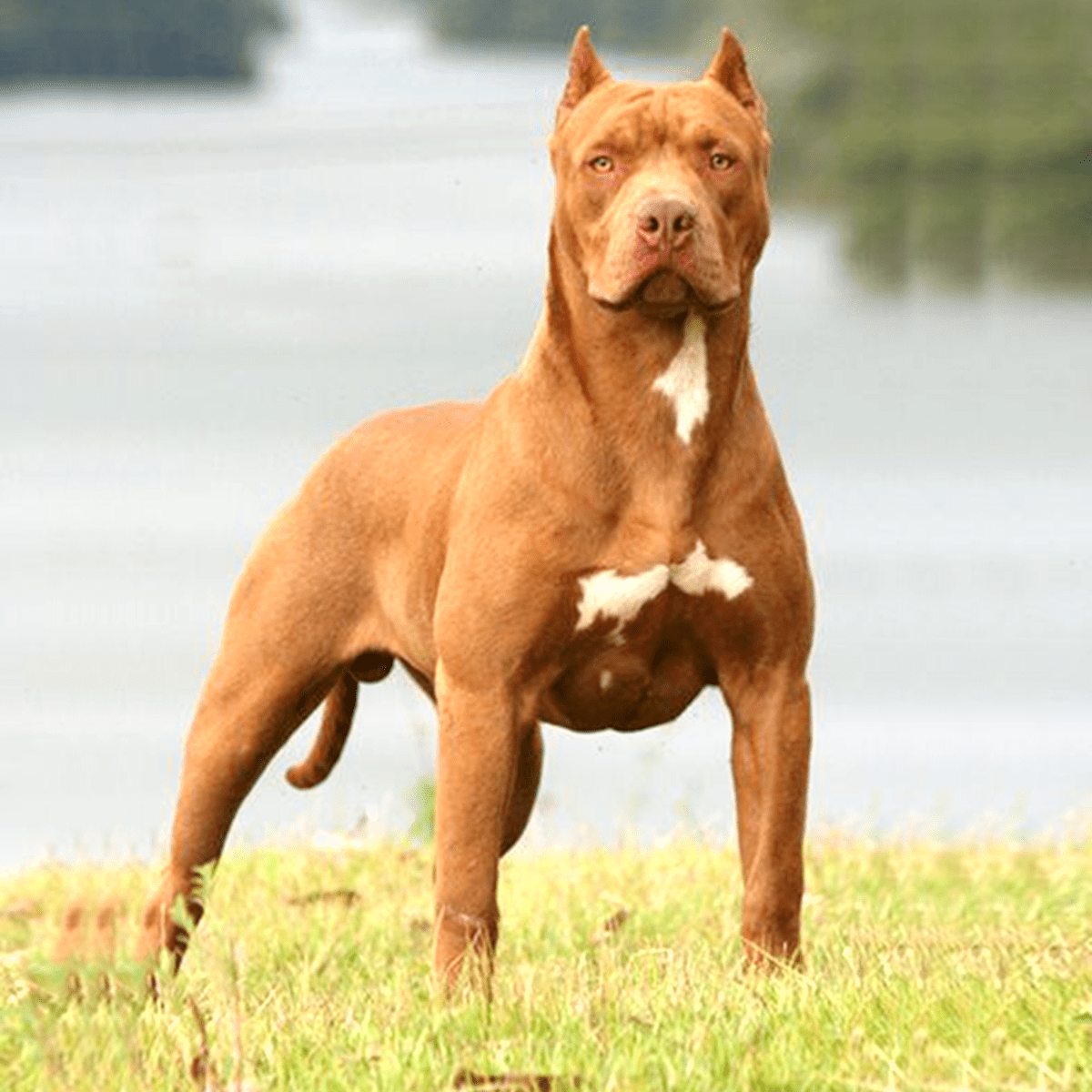 pitbull fiyatlari 4 pitbull fiyatlari 4