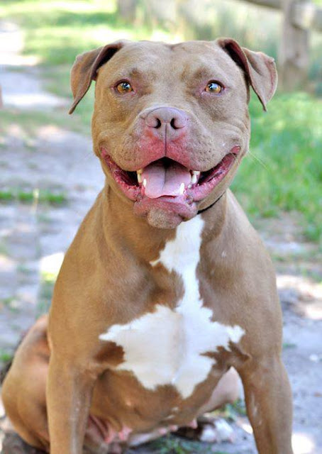 pitbull fiyatlari 5 pitbull fiyatlari 5