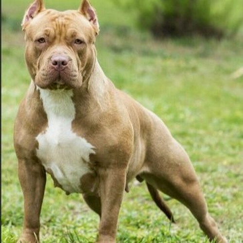pitbull fiyatlari3 pitbull fiyatlari3