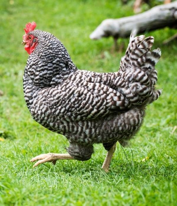 pleymut tavugu fiyatlari 1 pleymut tavugu fiyatlari 1
