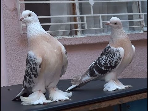 2026 şebap güvercin fiyatları — hobi amaçlı birey kuşu