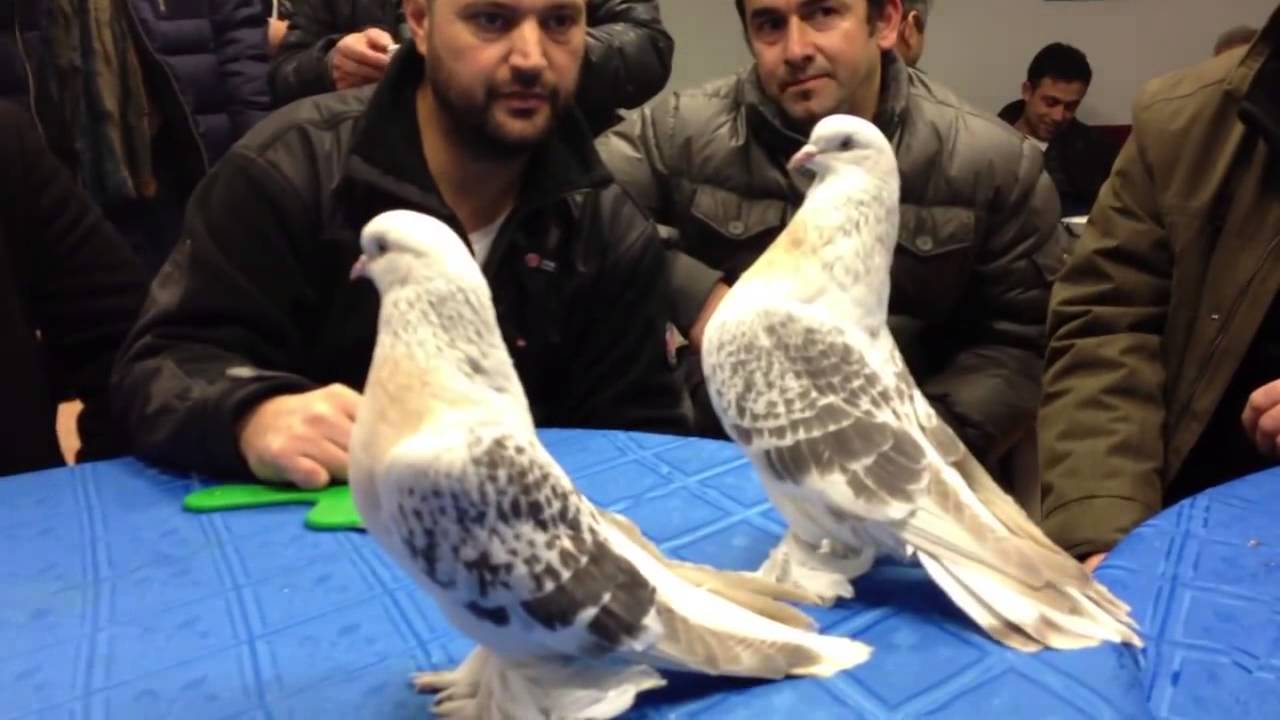 2026 şebap güvercin fiyatları — sergi kalitesi elit kuş