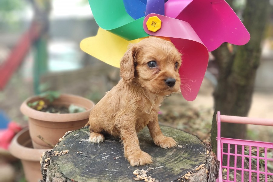 2026 yavru cins köpek fiyatları — şecereli yavru örnekleri