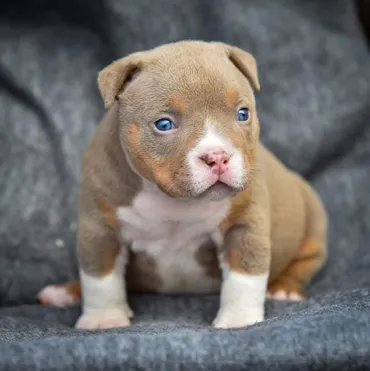 yavru pitbull fiyatlari 1 yavru pitbull fiyatlari 1