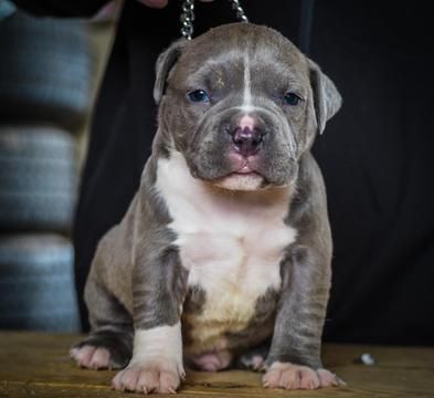 yavru pitbull fiyatlari 2 yavru pitbull fiyatlari 2