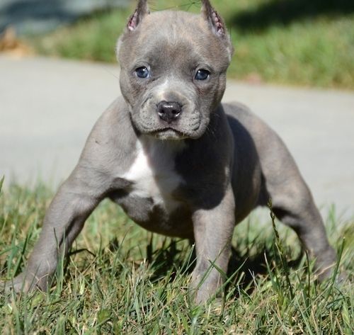 yavru pitbull fiyatlari 3 yavru pitbull fiyatlari 3
