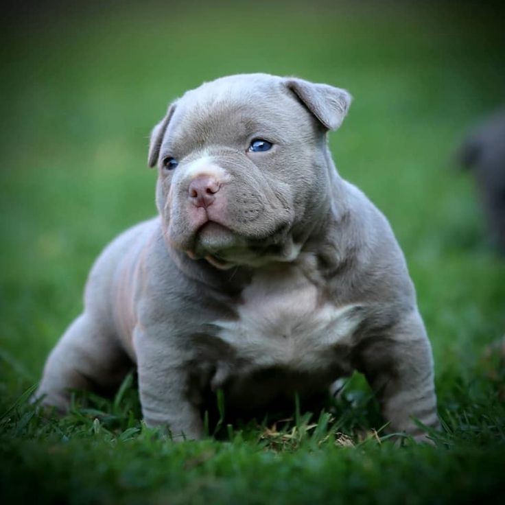 yavru pitbull fiyatlari 4