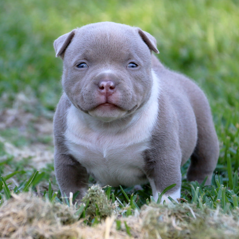 yavru pitbull fiyatlari 5 yavru pitbull fiyatlari 5