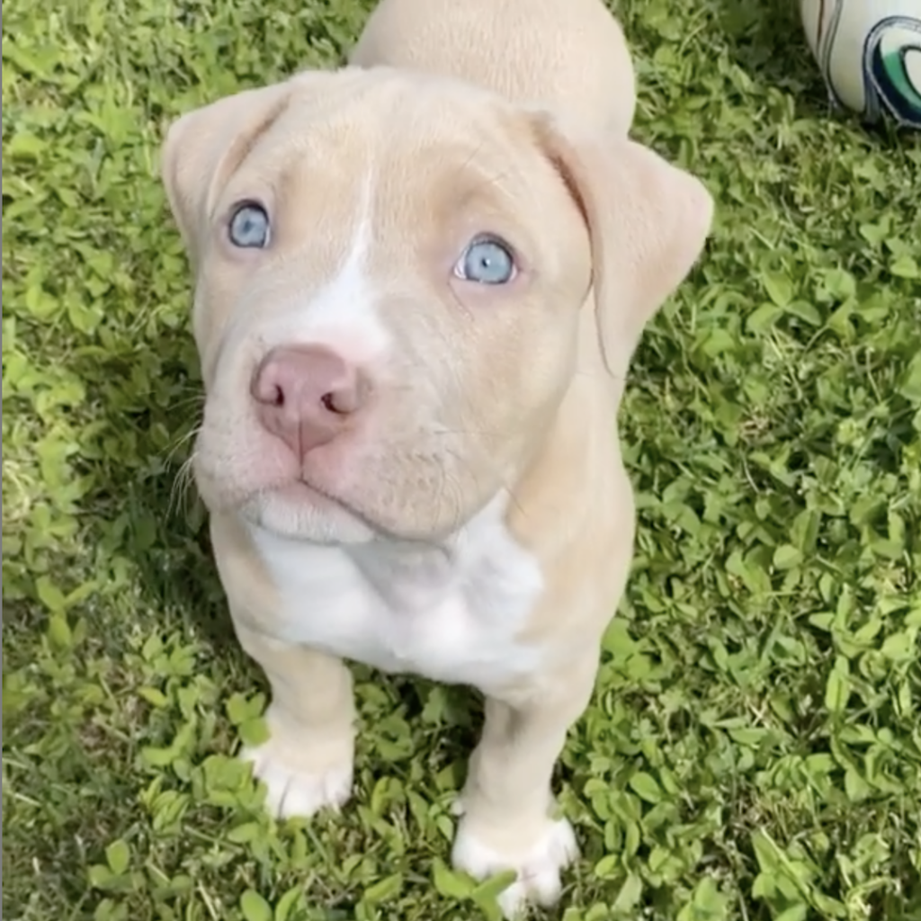 yavru pitbull fiyatlari 6 yavru pitbull fiyatlari 6