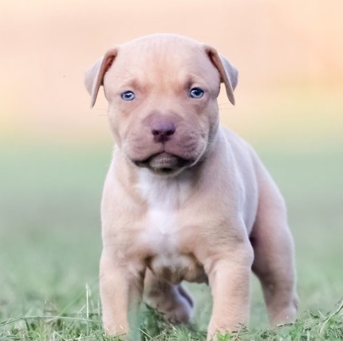 yavru pitbull fiyatlari 7 yavru pitbull fiyatlari 7