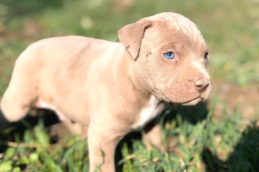 yavru pitbull fiyatlari 8 yavru pitbull fiyatlari 8